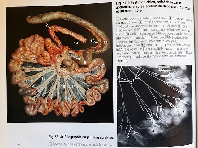 Planche Anatomique présentant l'intestin chez le chien, à gauche. Image d'artériographie du jéjunum à droite, montrant les ramifications de l'artère mésentérique le long de l'intestin grêle.