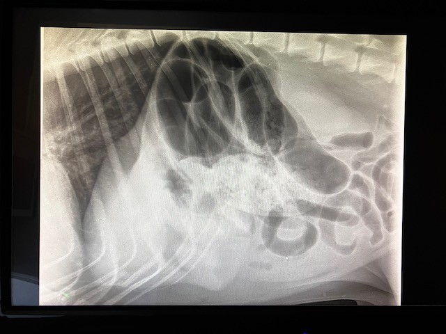 Radiographie abdomen profil Chien ILEUS INTESTINAL  - Déplacement de la portion Iléo-Caeco-colique, Volvulus mésentérique