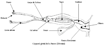 Appareil génitale de la Chienne