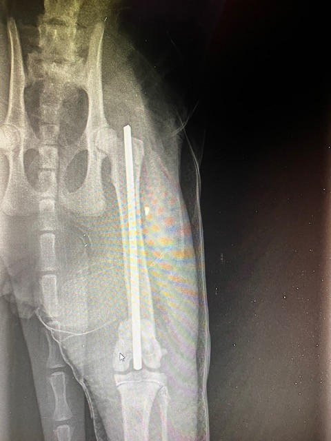 Clinique Montagne Verte Starsbourg
CHIRURGIE ORTHOPEDIQUE - OSTEOSYNTHESE - Enclouage Centro-médullaire Fracture Fémorale distale Chat